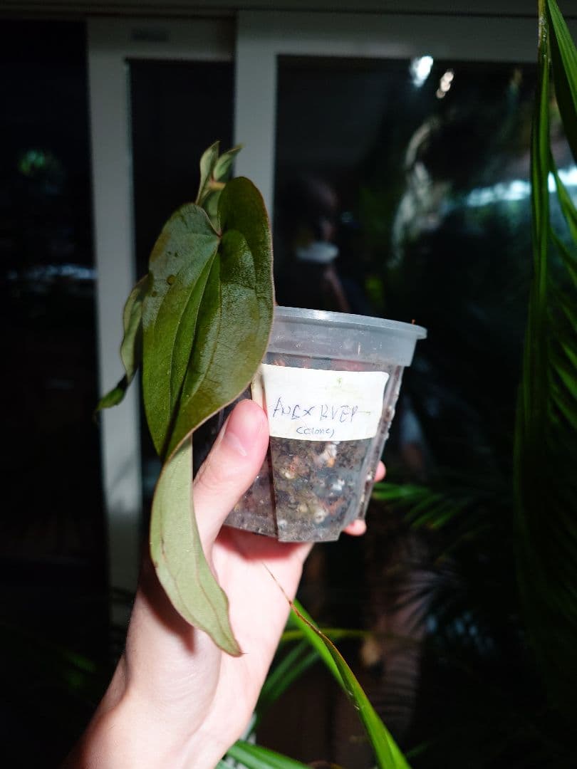 Anthurium AOS x Antolakii　分け株