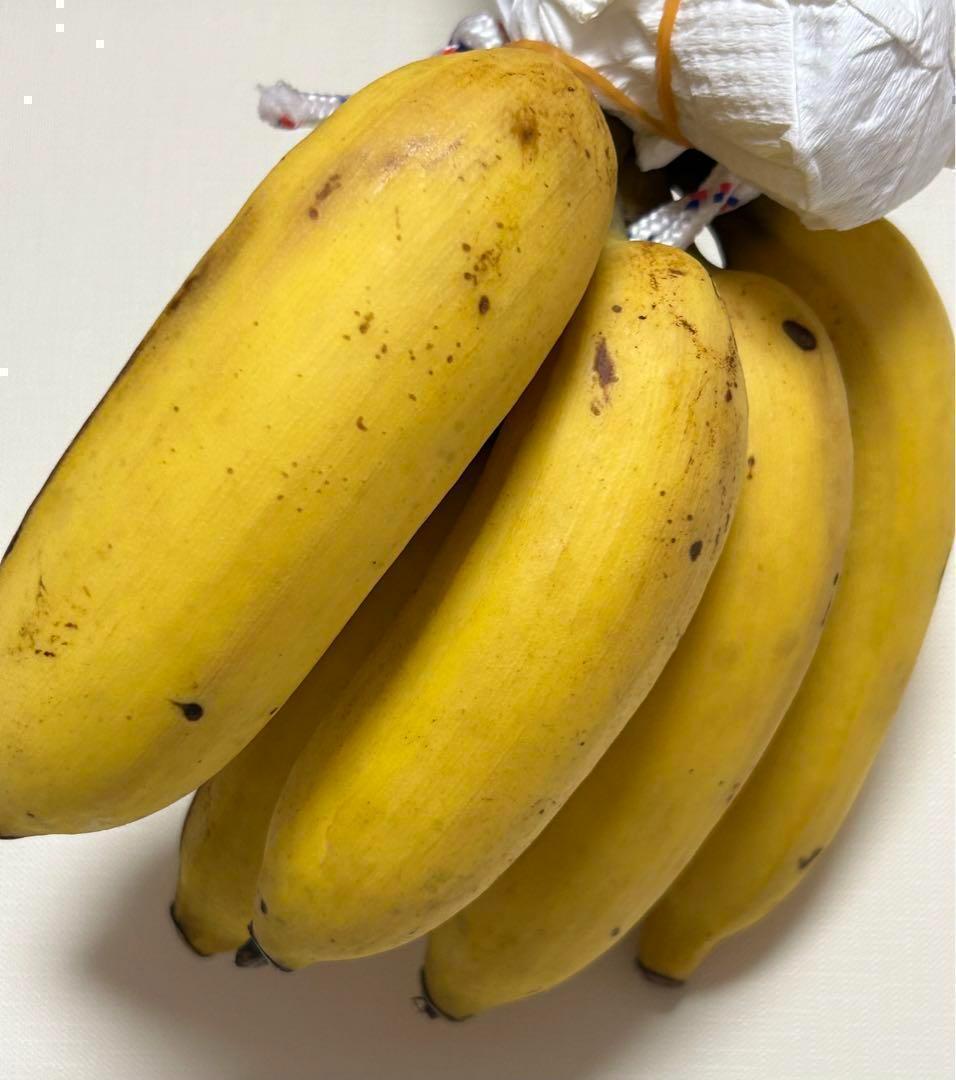 糖度の鬼◆90㎝◆スーパー・ドワーフ=キングナムワ。バナナ苗◆耐寒強、関東露地