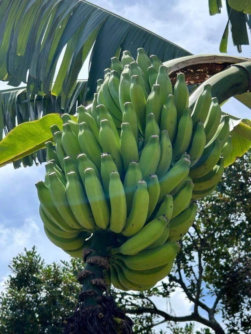 糖度の鬼◆90㎝◆スーパー・ドワーフ=キングナムワ。バナナ苗◆耐寒強、関東露地