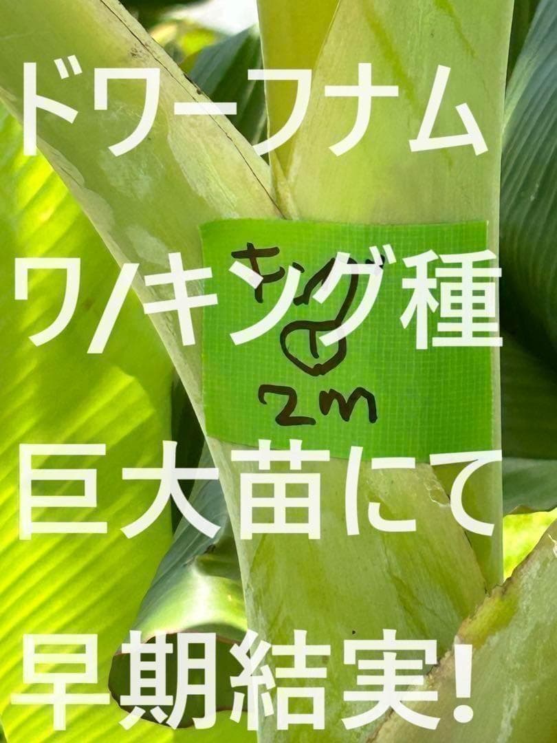 糖度の鬼◆90㎝◆スーパー・ドワーフ=キングナムワ。バナナ苗◆耐寒強、関東露地