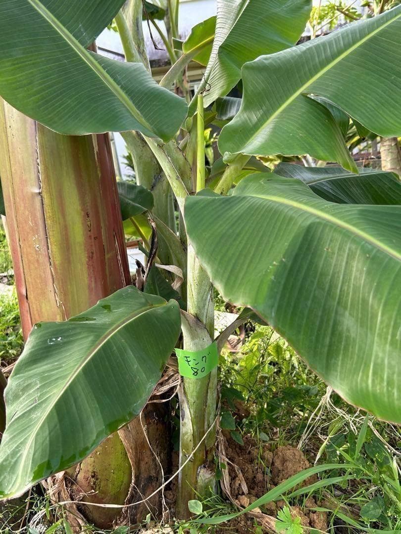 糖度の鬼◆90㎝◆スーパー・ドワーフ=キングナムワ。バナナ苗◆耐寒強、関東露地