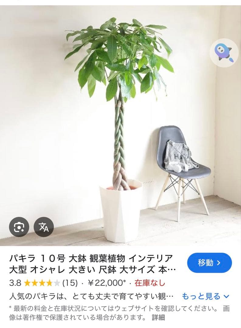 値下●引取り限定●大型　パキラ 180cm ねじりパキラ 観葉植物 植木 庭木