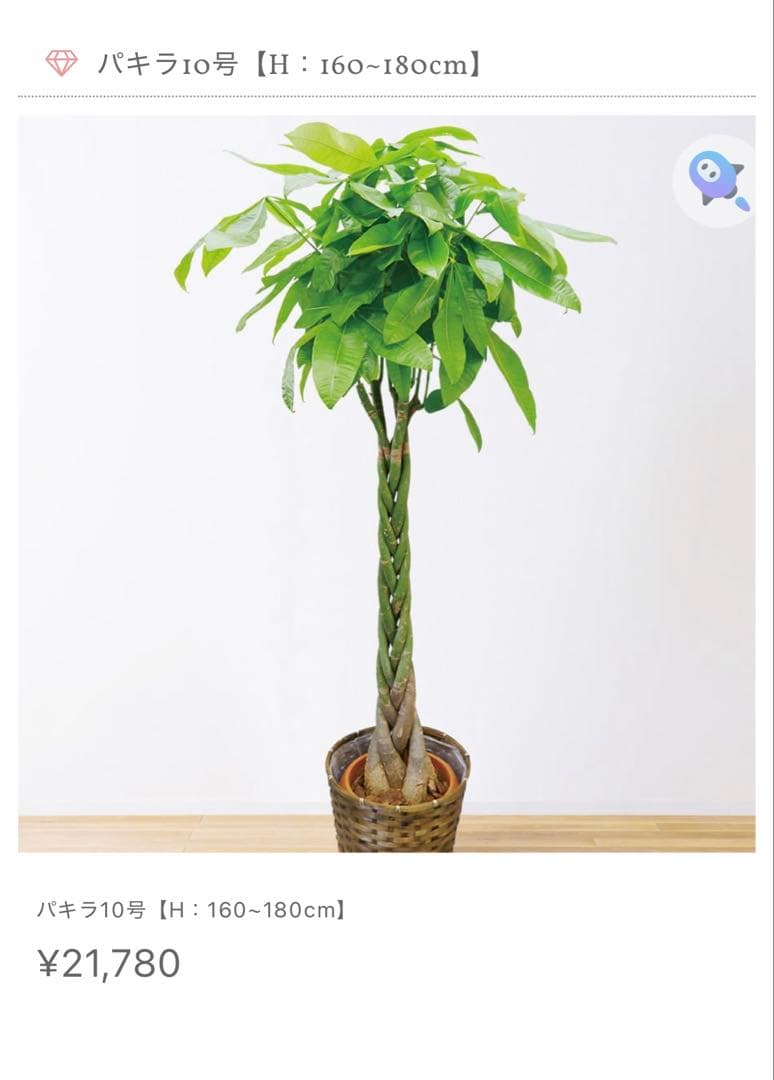 値下●引取り限定●大型　パキラ 180cm ねじりパキラ 観葉植物 植木 庭木