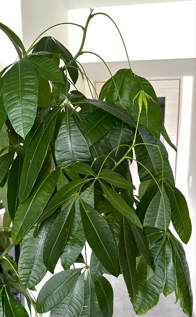値下●引取り限定●大型　パキラ 180cm ねじりパキラ 観葉植物 植木 庭木