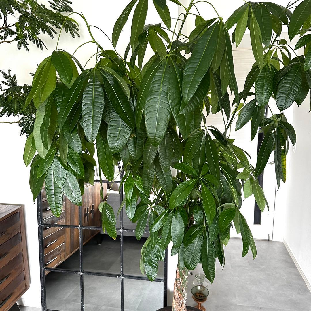 値下●引取り限定●大型　パキラ 180cm ねじりパキラ 観葉植物 植木 庭木