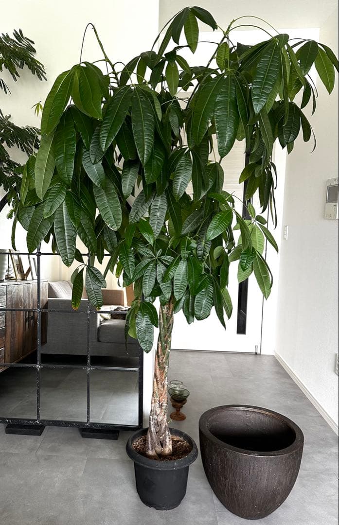 値下●引取り限定●大型　パキラ 180cm ねじりパキラ 観葉植物 植木 庭木