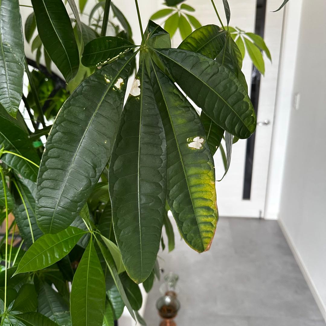 値下●引取り限定●大型　パキラ 180cm ねじりパキラ 観葉植物 植木 庭木