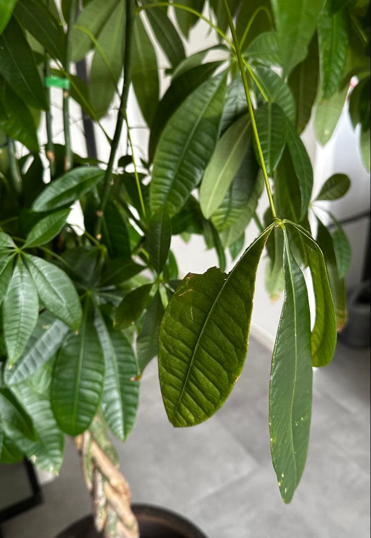 値下●引取り限定●大型　パキラ 180cm ねじりパキラ 観葉植物 植木 庭木