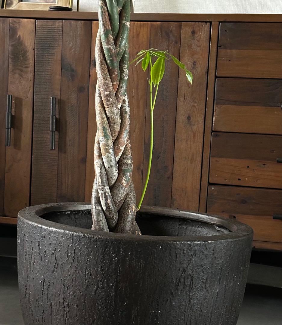 値下●引取り限定●大型　パキラ 180cm ねじりパキラ 観葉植物 植木 庭木