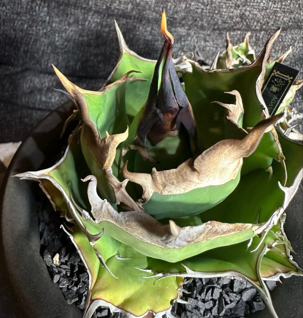 dennis040 キングアーサー　発根済み子株