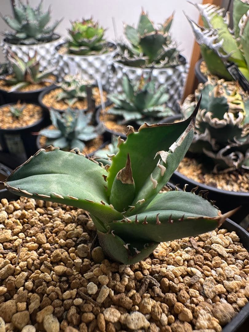 dennis040 キングアーサー　発根済み子株