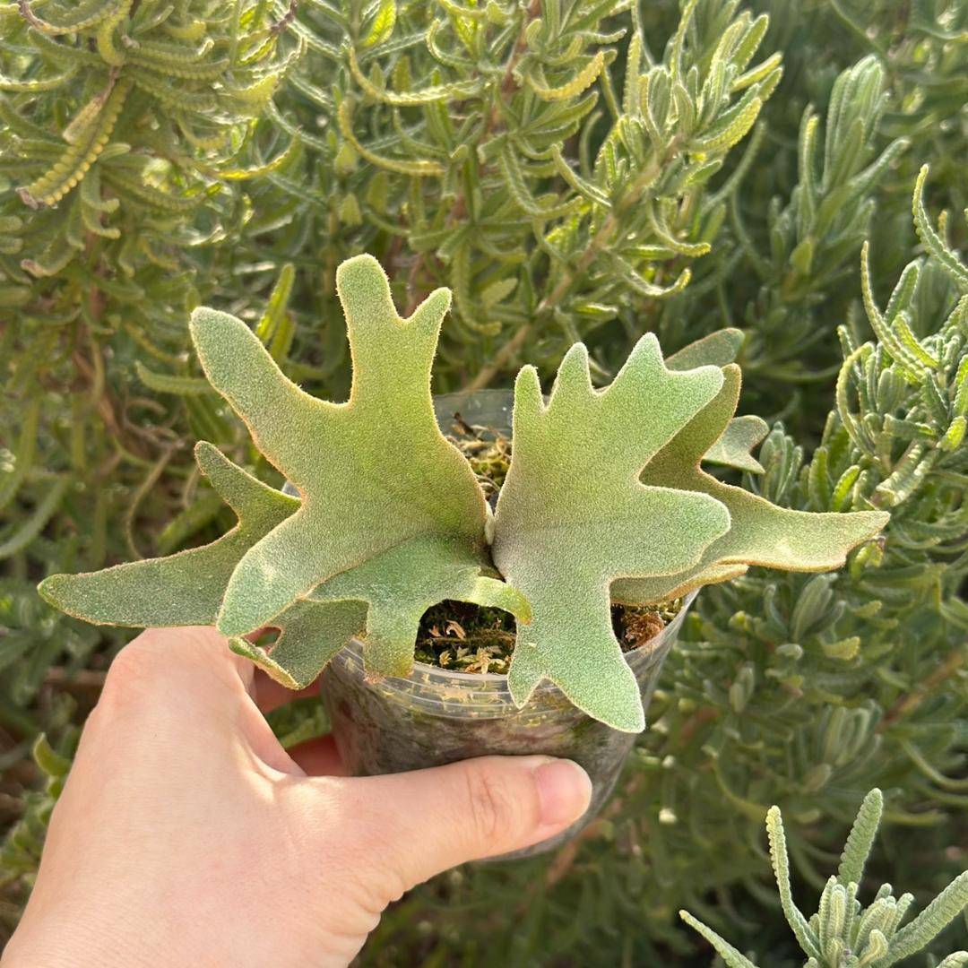 ビカクシダ P.willinckii OMG spore 4004