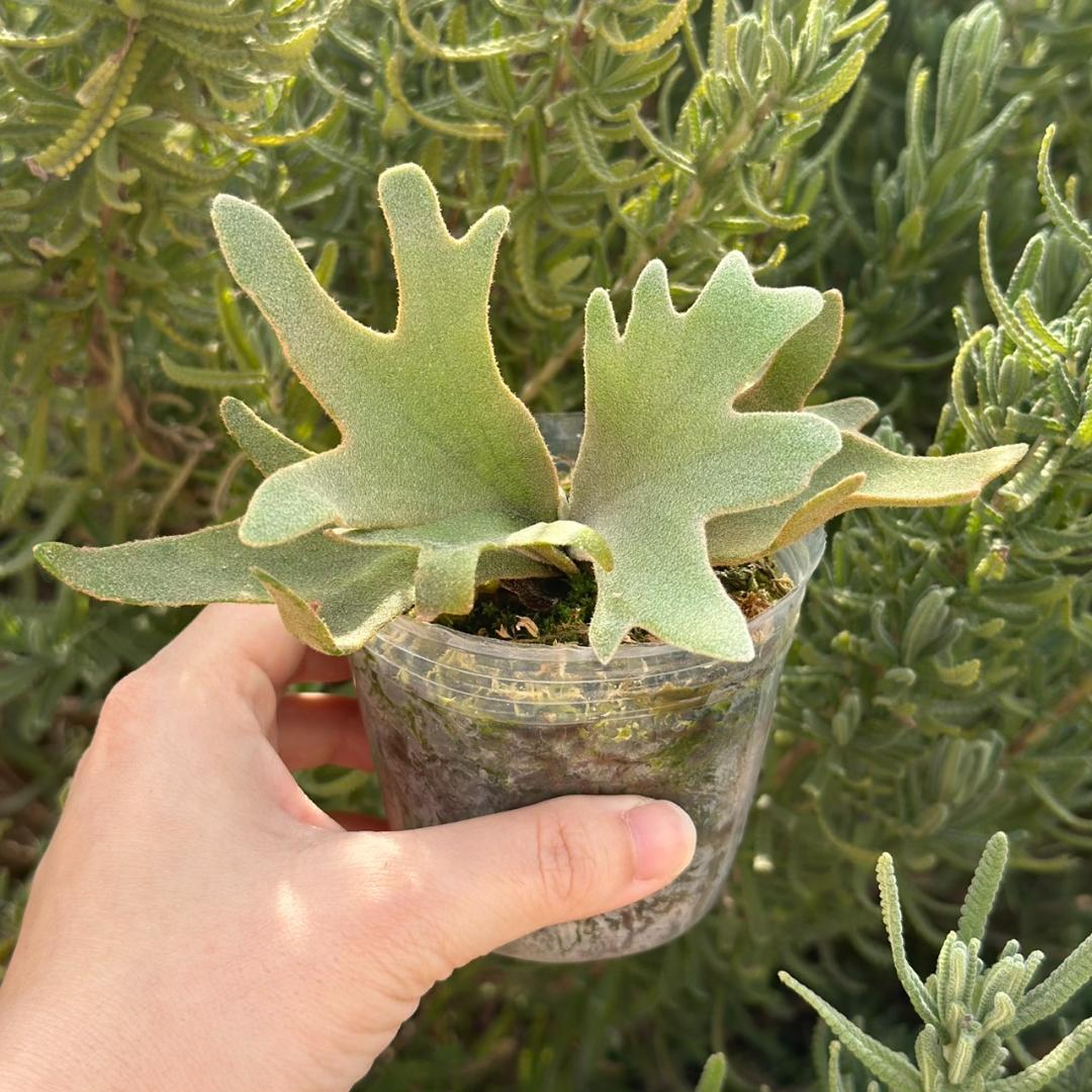 ビカクシダ P.willinckii OMG spore 4004