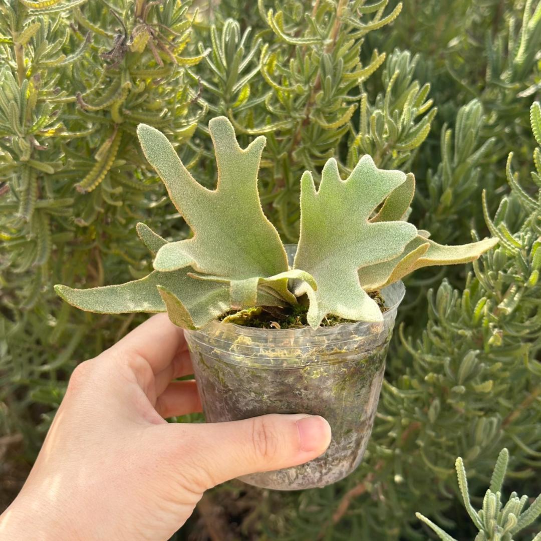 ビカクシダ P.willinckii OMG spore 4004