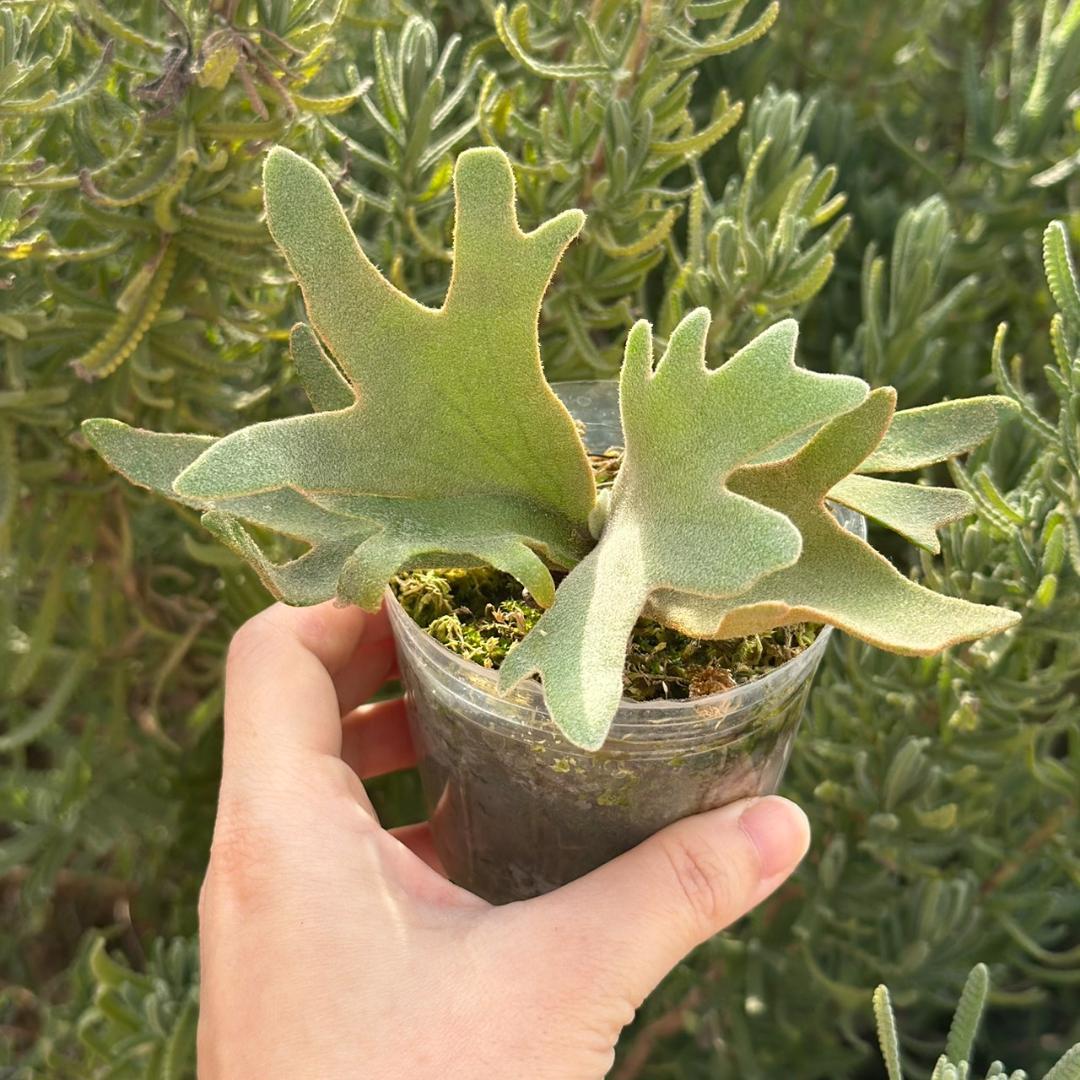 ビカクシダ P.willinckii OMG spore 4004