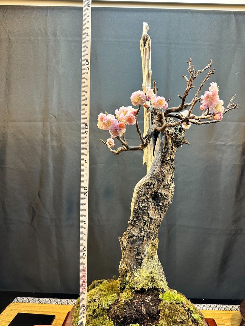 野梅 盆栽（希少形）古木