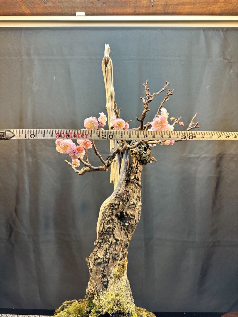 野梅 盆栽（希少形）古木