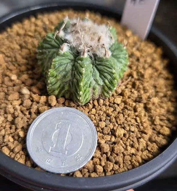 花籠　カキコ自根