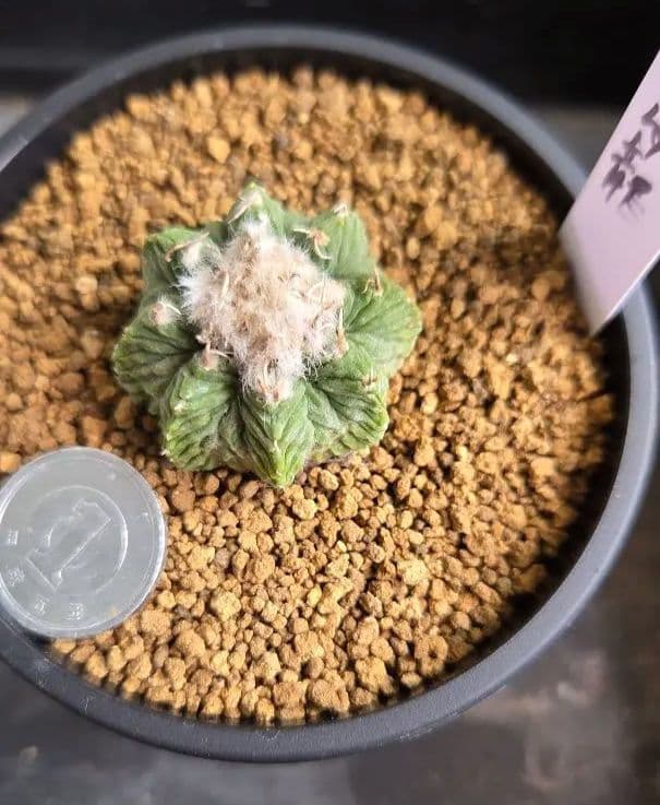 花籠　カキコ自根