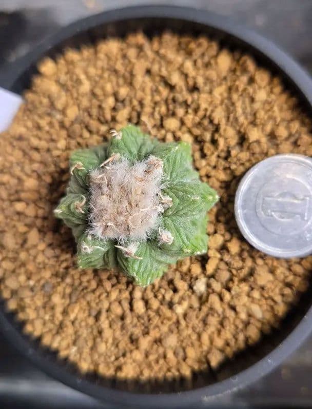 花籠　カキコ自根