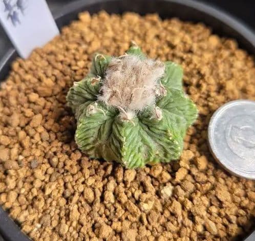 花籠　カキコ自根