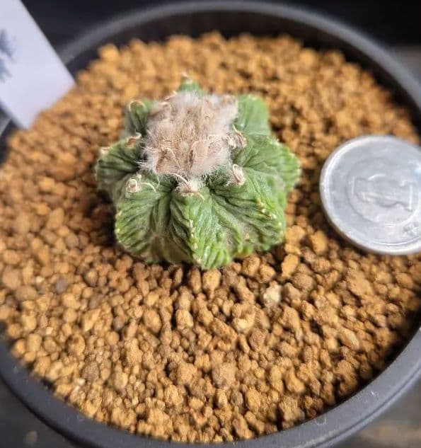 花籠　カキコ自根