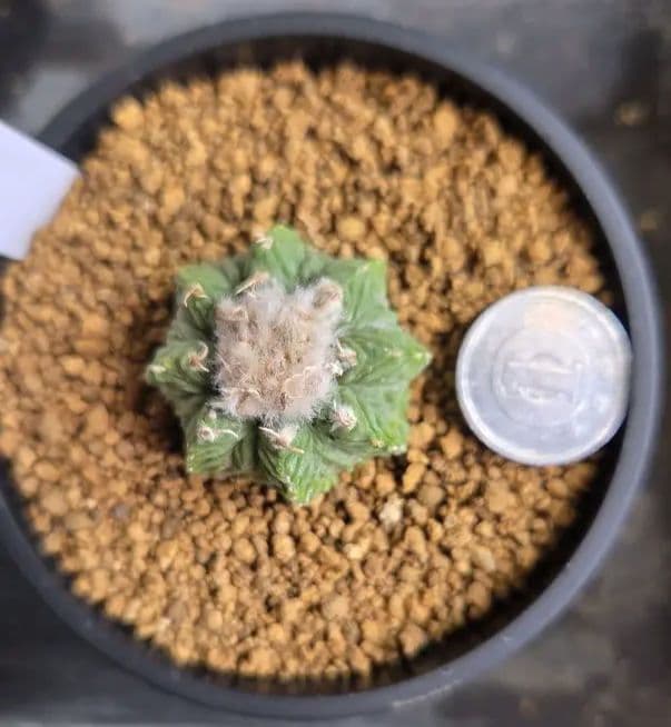 花籠　カキコ自根