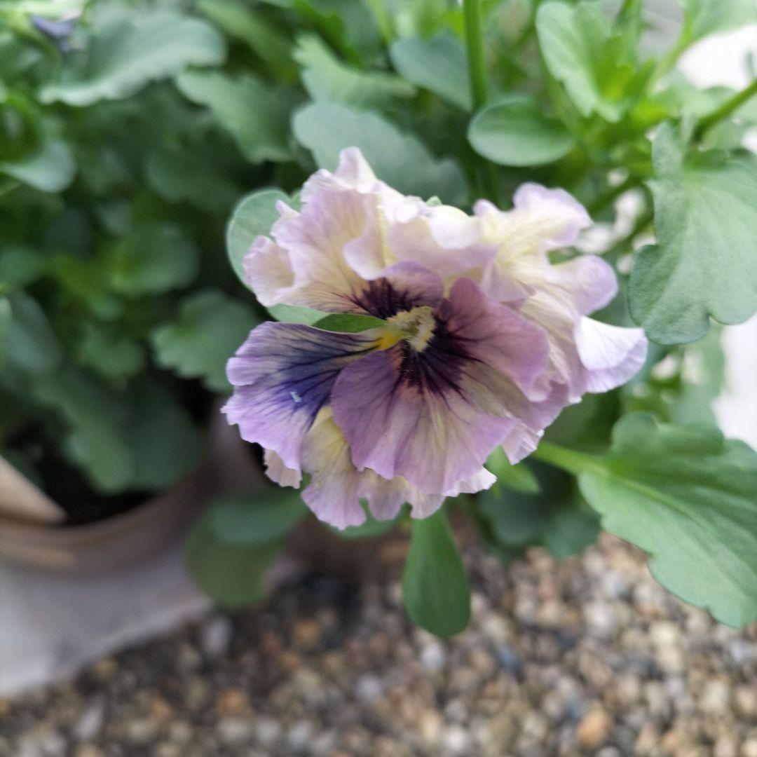 石川園芸　ビオラレディ３苗セット　ブルー