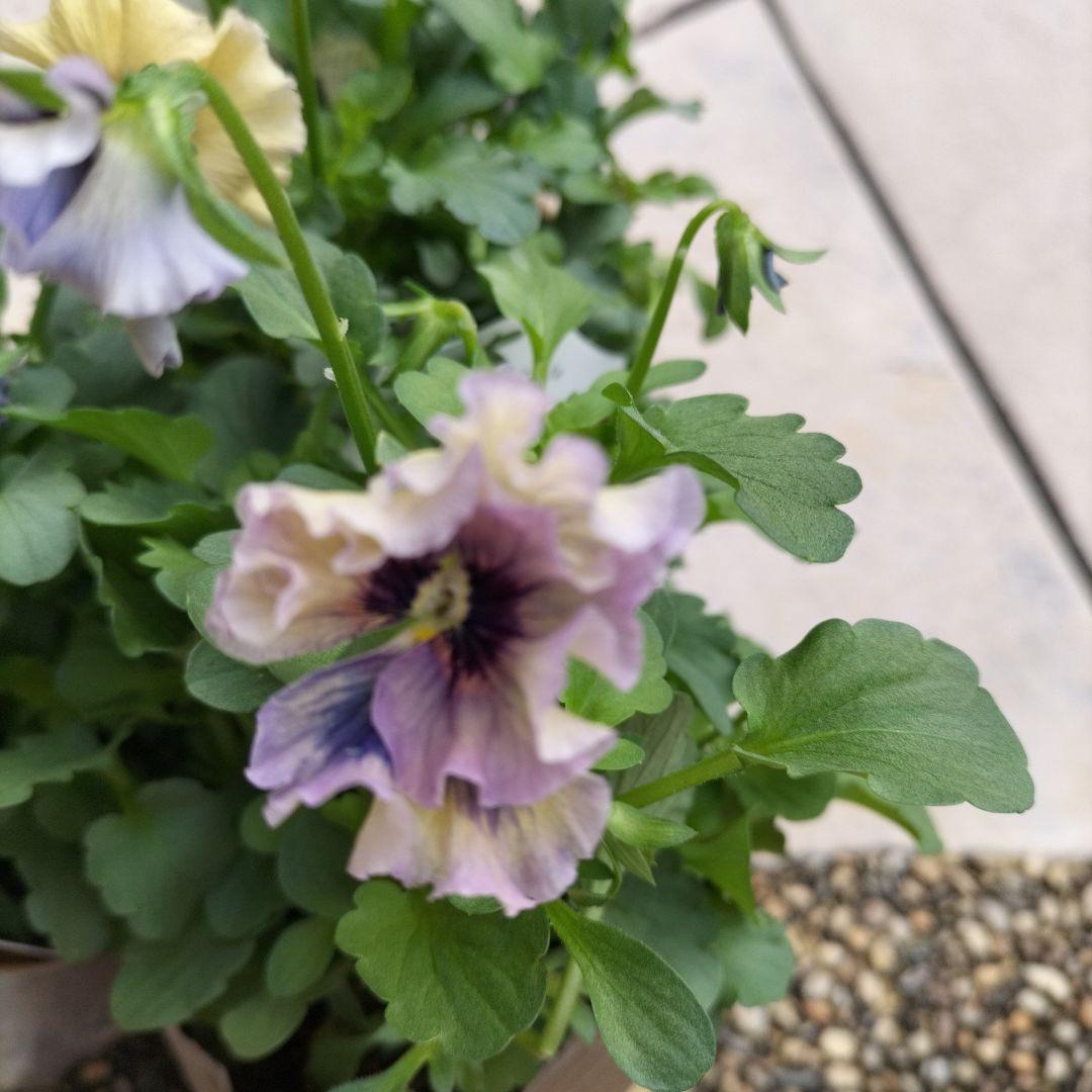 石川園芸　ビオラレディ３苗セット　ブルー