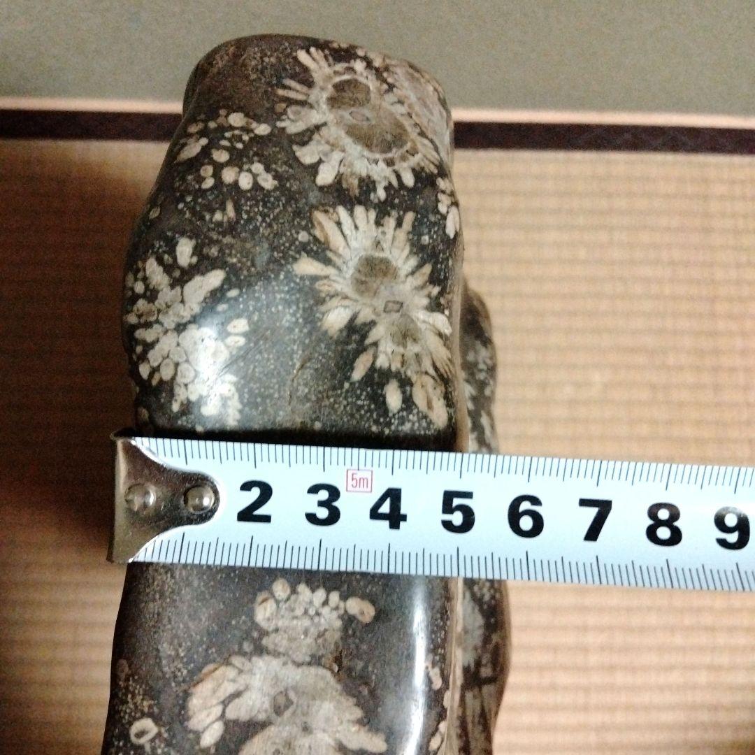 菊花石　特大　石