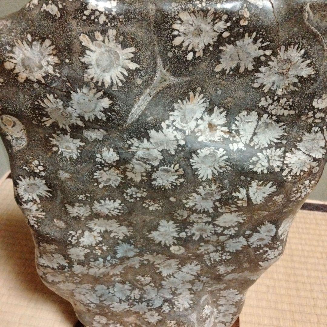 菊花石　特大　石