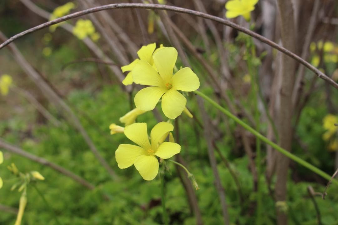 スナップが楽しい☀️ EF 24mm F2.8 広角単焦点 軽量コンパクト