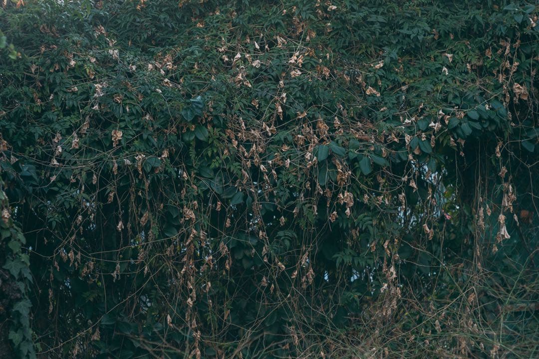 【完動品】SMC TAKUMAR 55mm f1.8 M42マウント