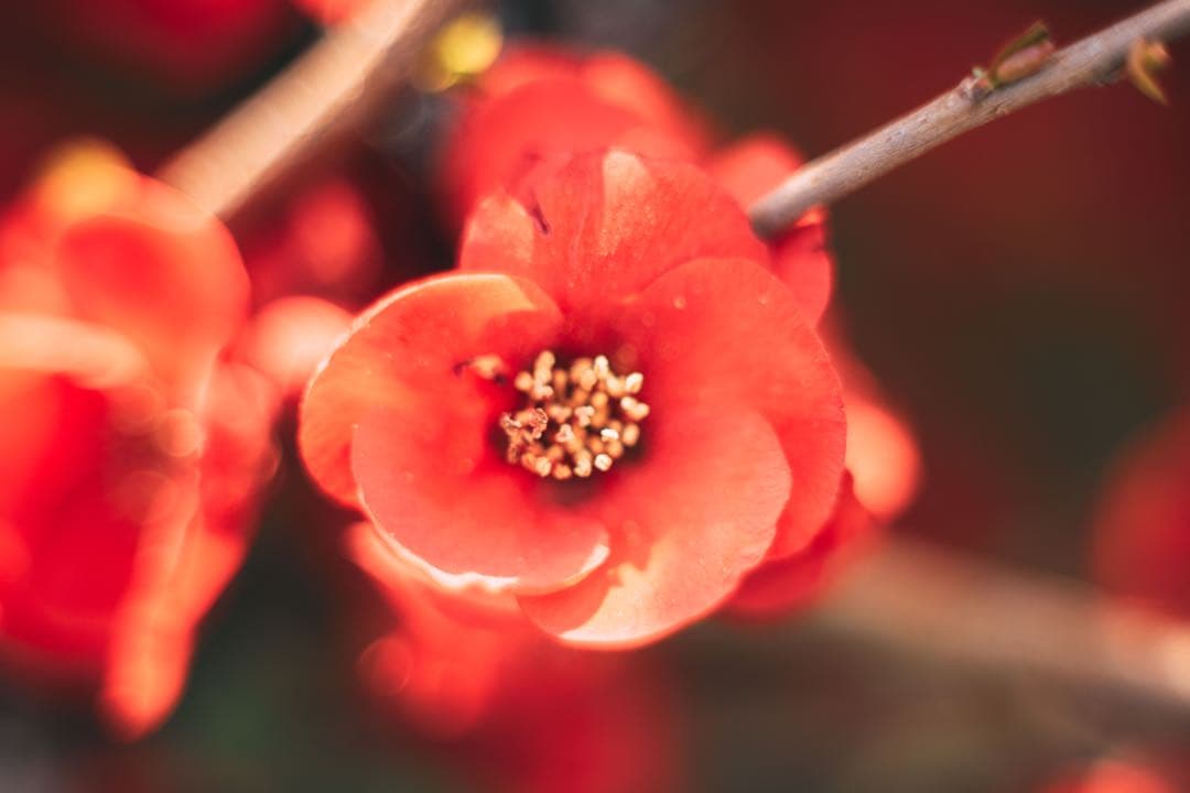 【完動品】SMC TAKUMAR 55mm f1.8 M42マウント