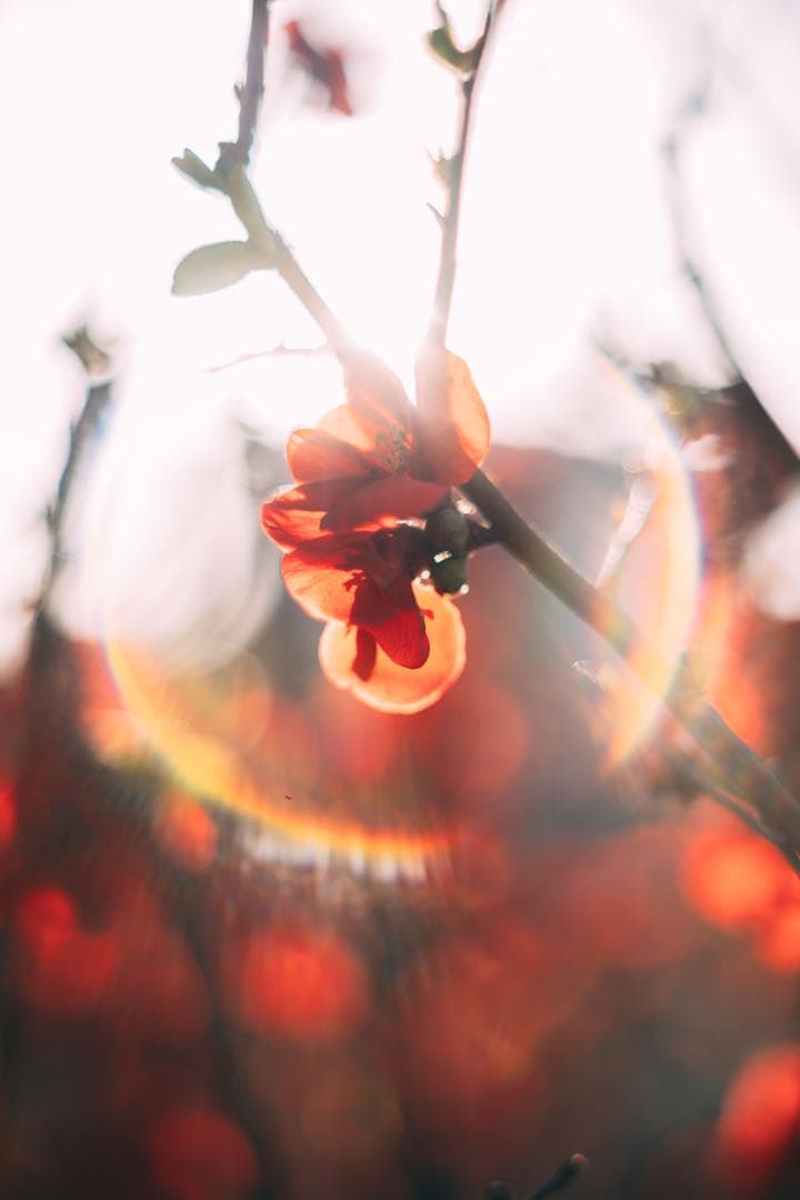 【完動品】SMC TAKUMAR 55mm f1.8 M42マウント