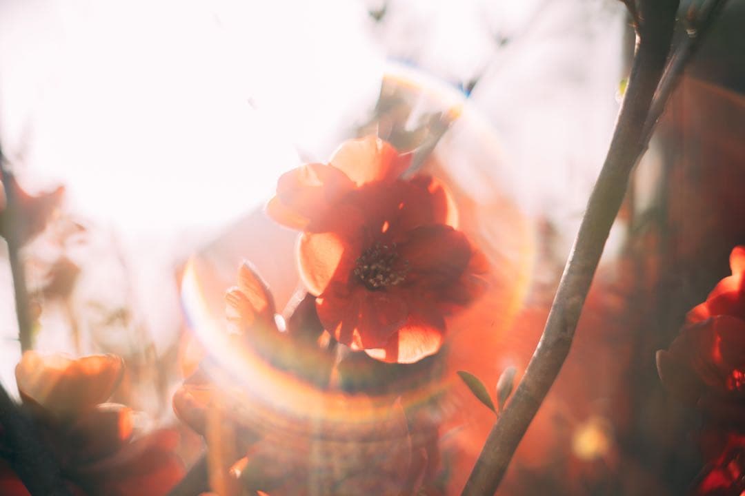 【完動品】SMC TAKUMAR 55mm f1.8 M42マウント