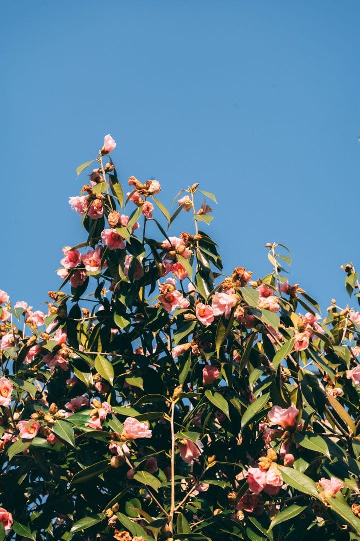 【完動品】SMC TAKUMAR 55mm f1.8 M42マウント