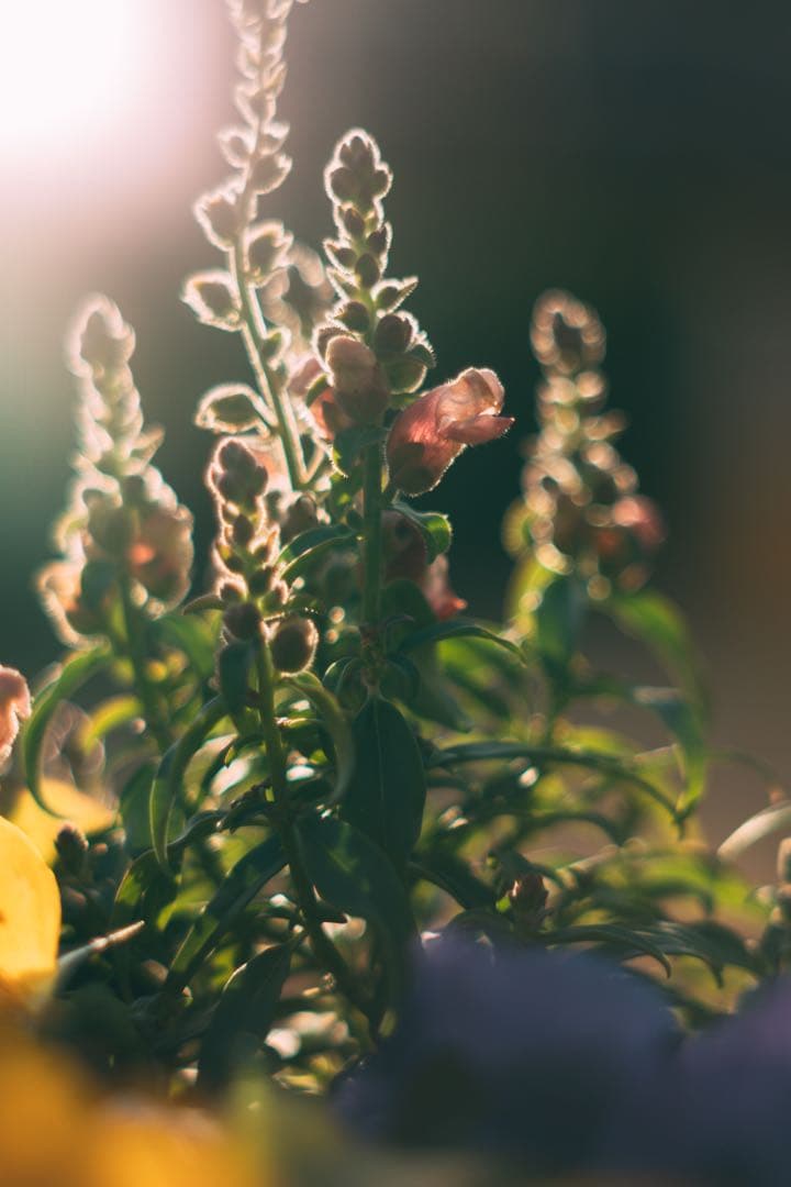 【完動品】SMC TAKUMAR 55mm f1.8 M42マウント