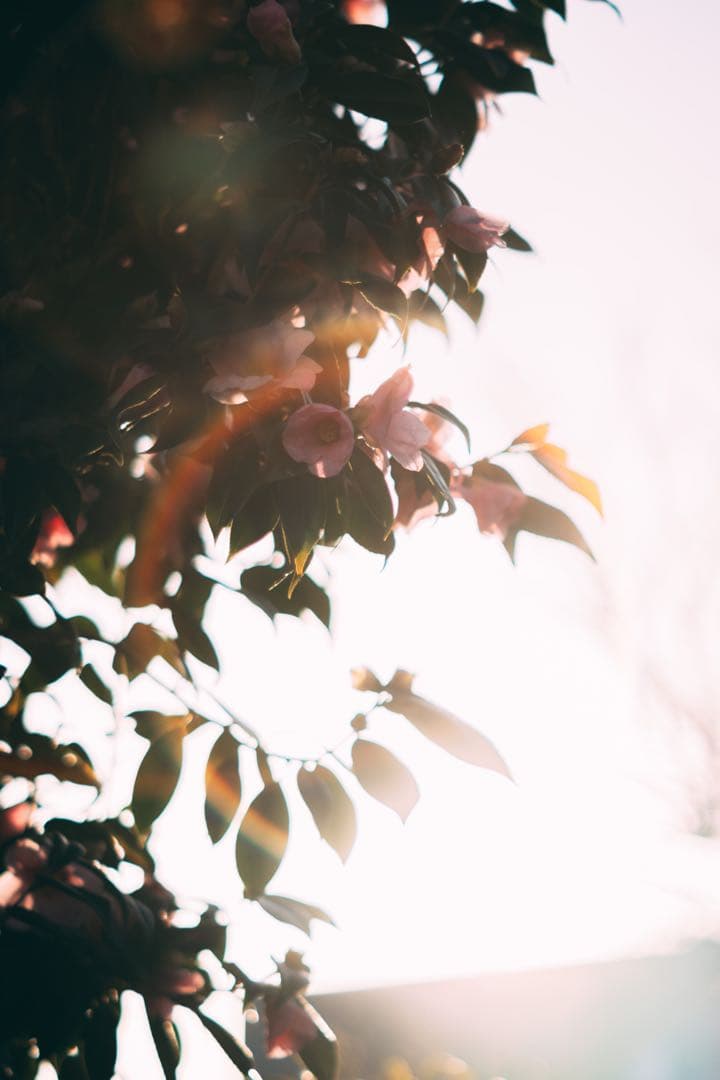 【完動品】SMC TAKUMAR 55mm f1.8 M42マウント