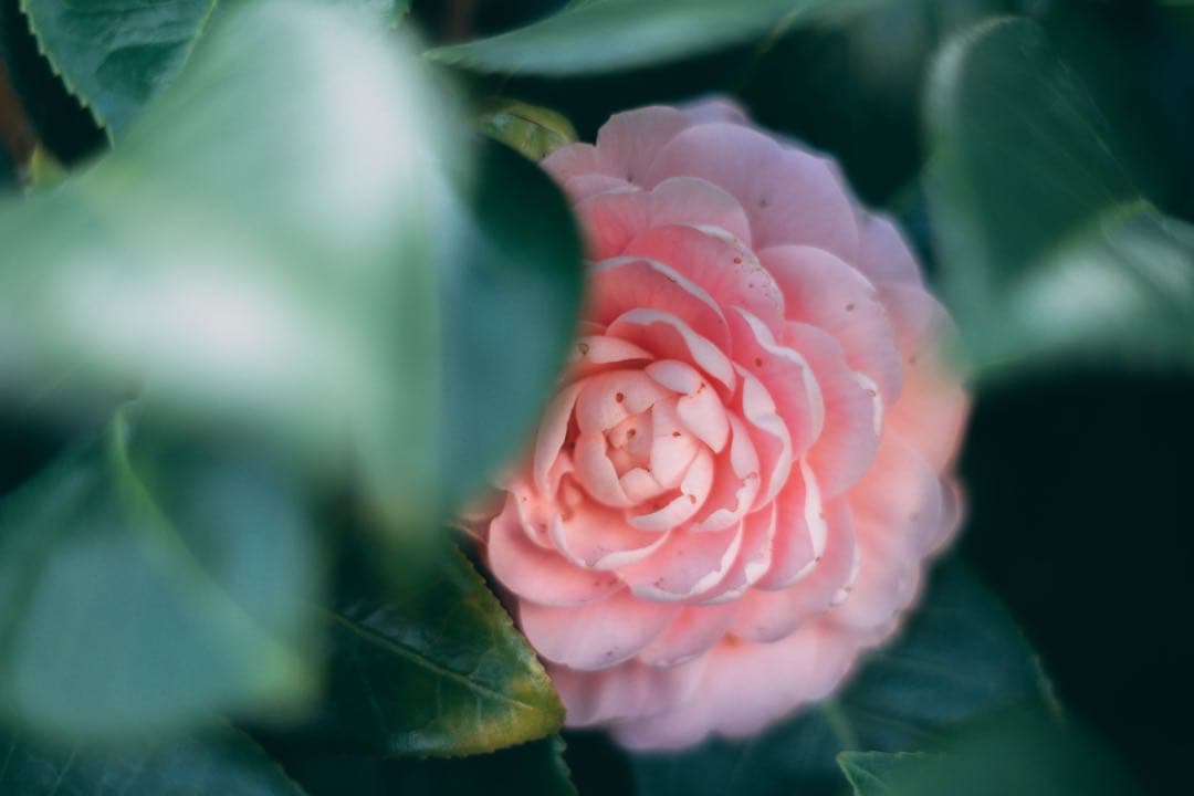 【完動品】SMC TAKUMAR 55mm f1.8 M42マウント