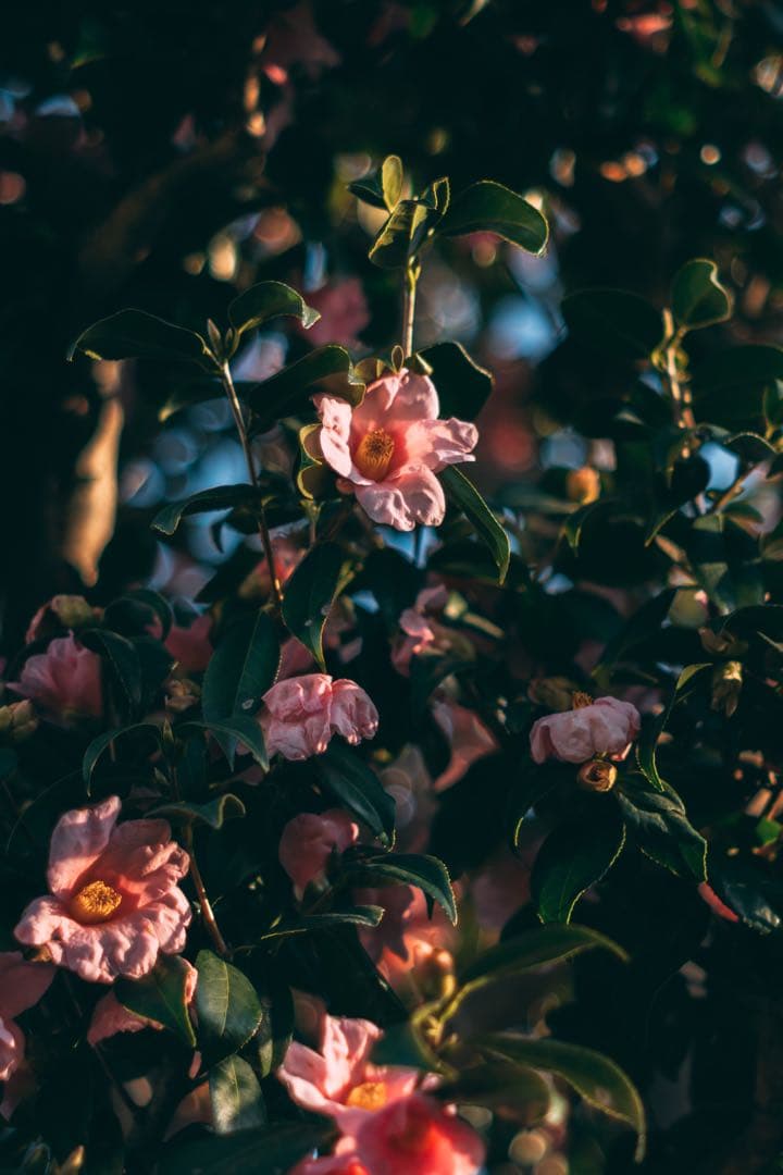 【完動品】SMC TAKUMAR 55mm f1.8 M42マウント