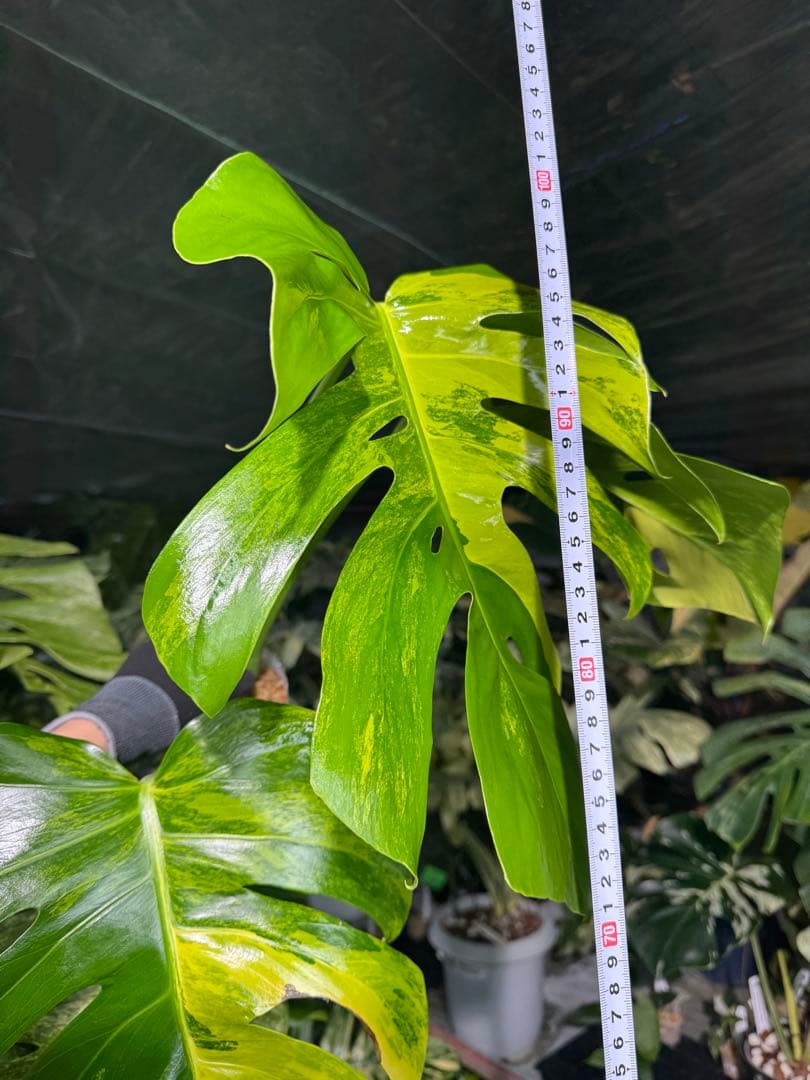 K3 モンステラ　ボルギシアナ　オーレア　黄斑　健康成長点カット苗