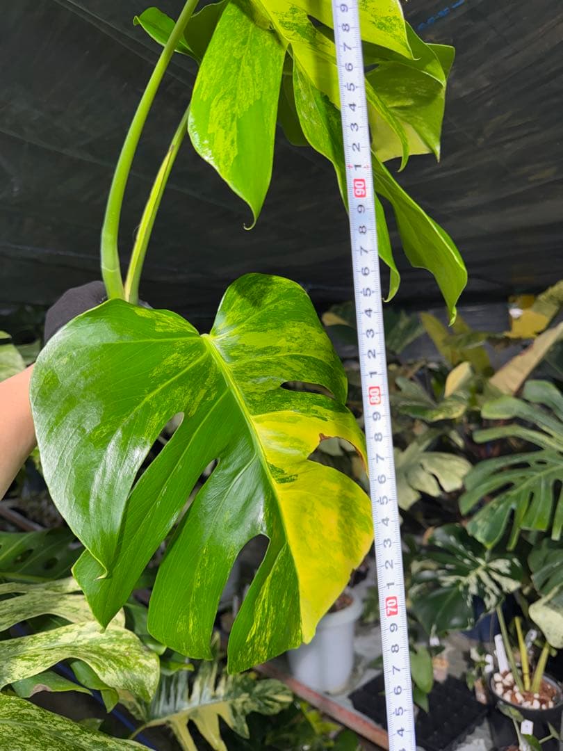 K3 モンステラ　ボルギシアナ　オーレア　黄斑　健康成長点カット苗