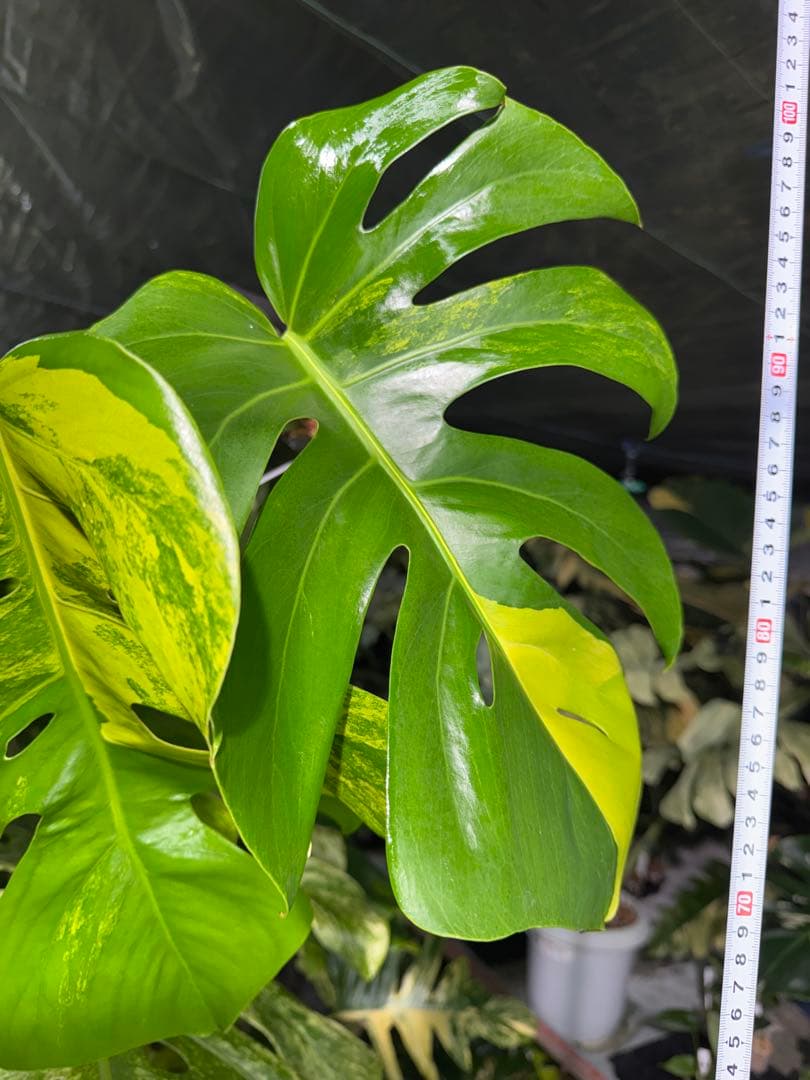 K3 モンステラ　ボルギシアナ　オーレア　黄斑　健康成長点カット苗