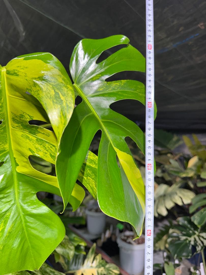 K3 モンステラ　ボルギシアナ　オーレア　黄斑　健康成長点カット苗