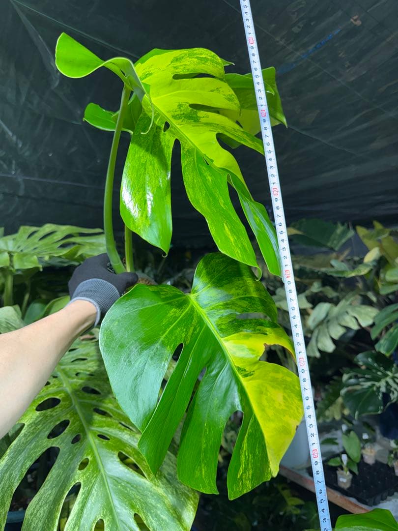 K3 モンステラ　ボルギシアナ　オーレア　黄斑　健康成長点カット苗