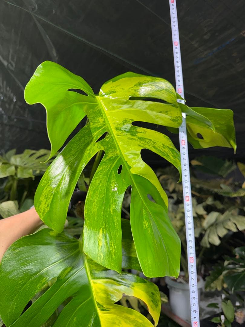 K3 モンステラ　ボルギシアナ　オーレア　黄斑　健康成長点カット苗