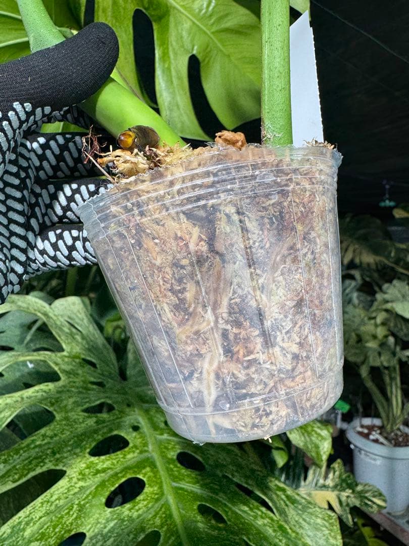 K3 モンステラ　ボルギシアナ　オーレア　黄斑　健康成長点カット苗