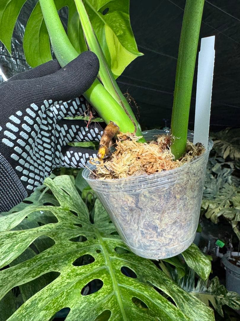 K3 モンステラ　ボルギシアナ　オーレア　黄斑　健康成長点カット苗