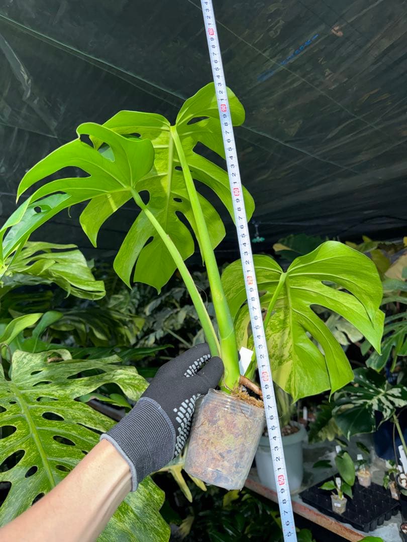 K3 モンステラ　ボルギシアナ　オーレア　黄斑　健康成長点カット苗